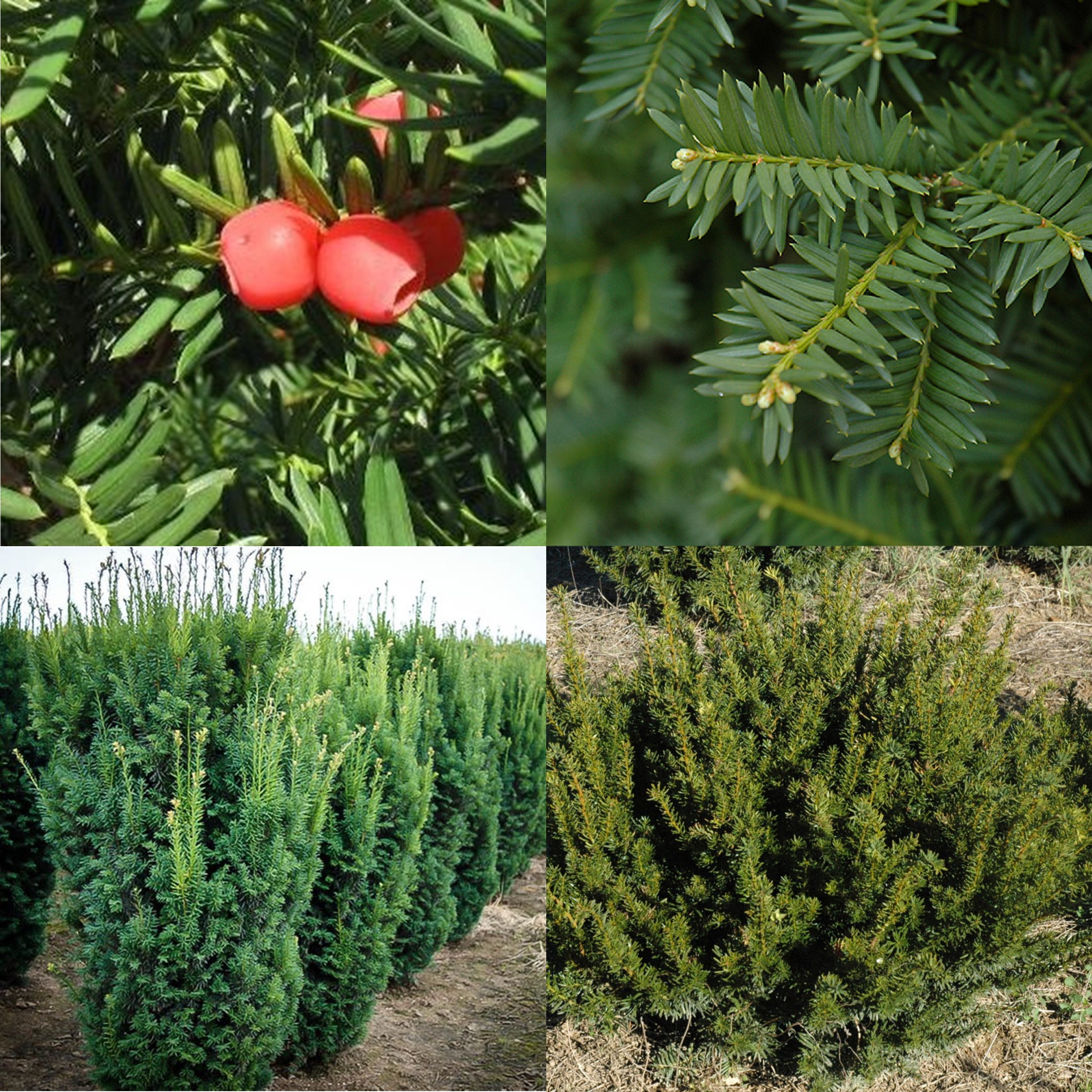 Anglojap Yew, Taxus x media