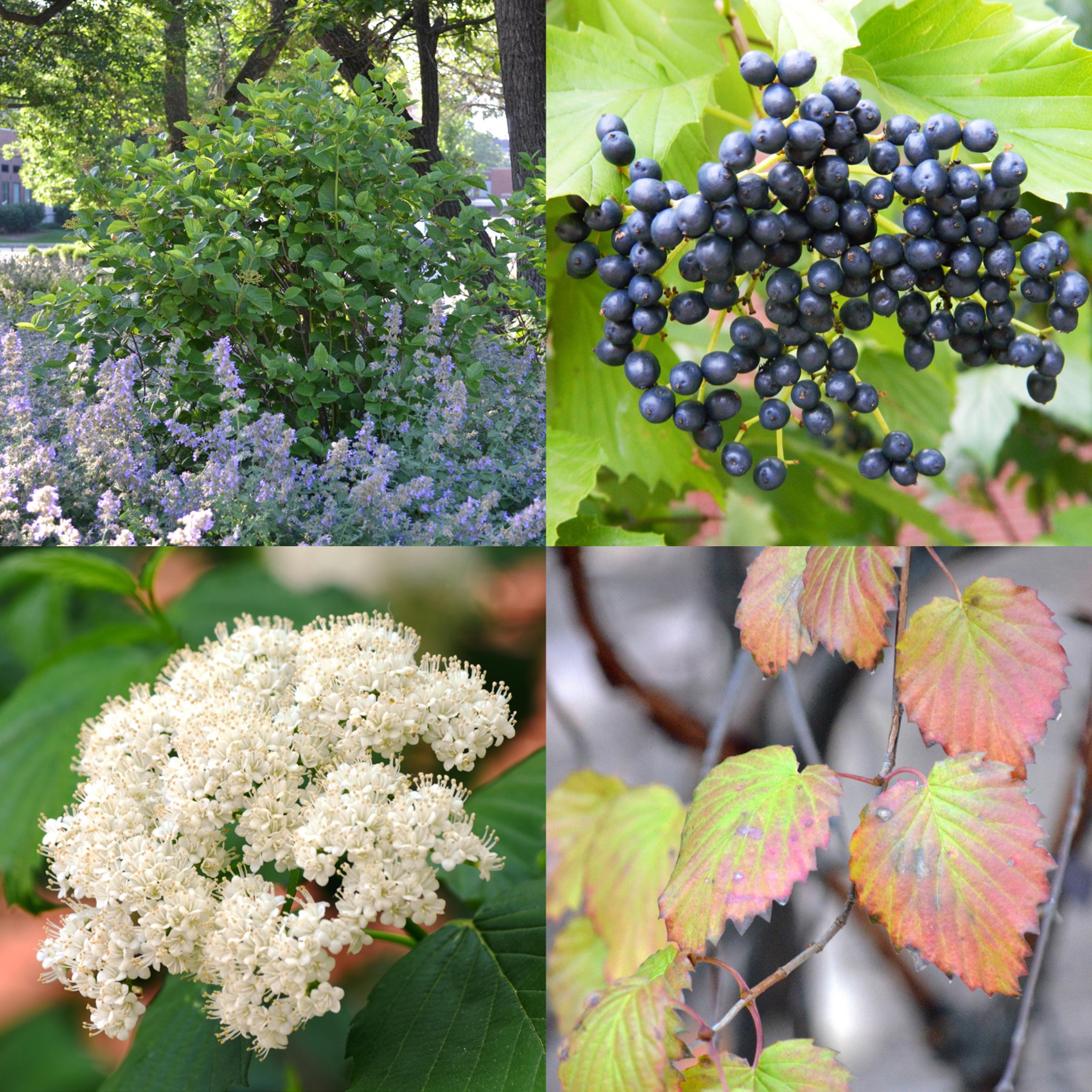 Arrowwood Viburnum, Viburnum dentatum