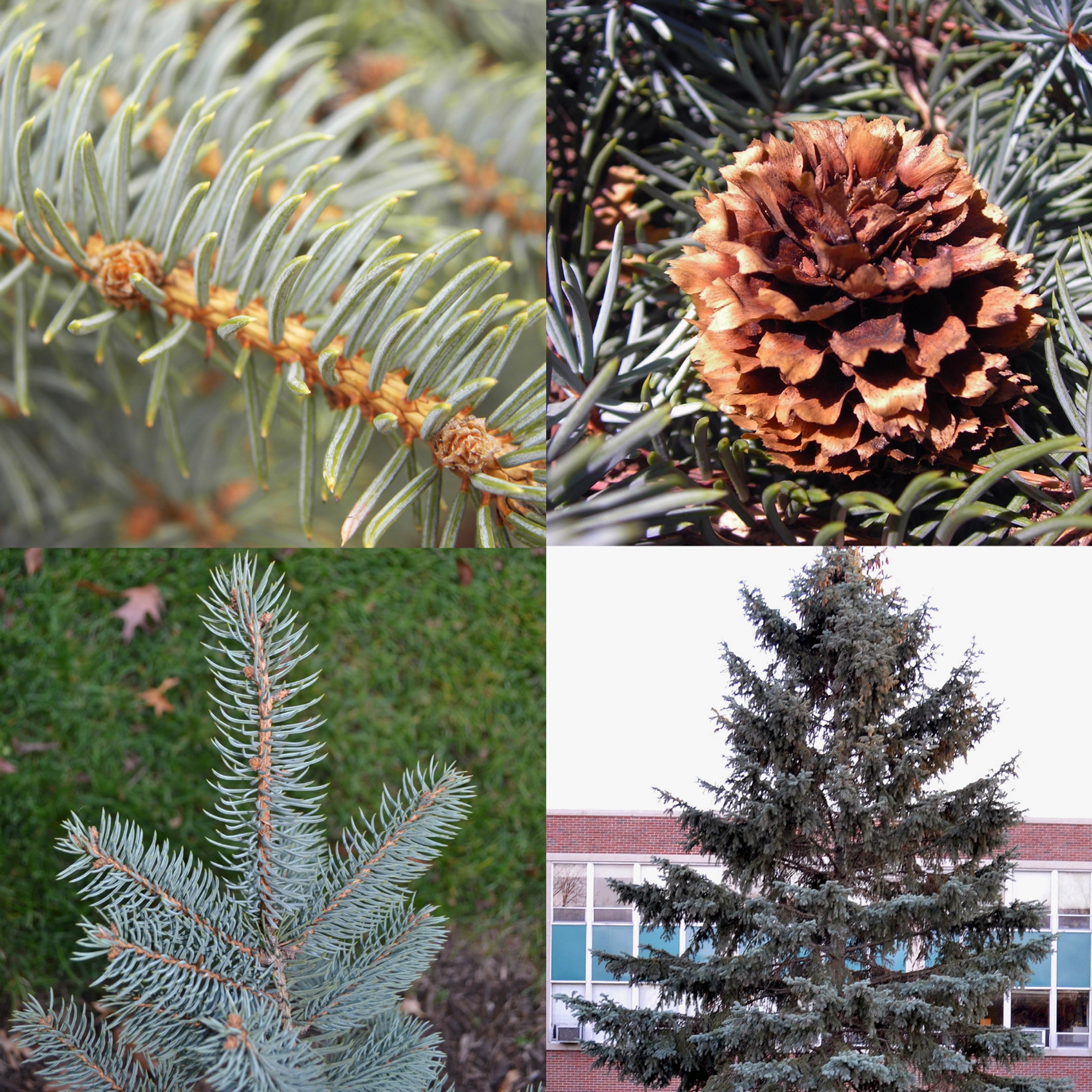 Blue Spruce, Picea pungens f. glauca