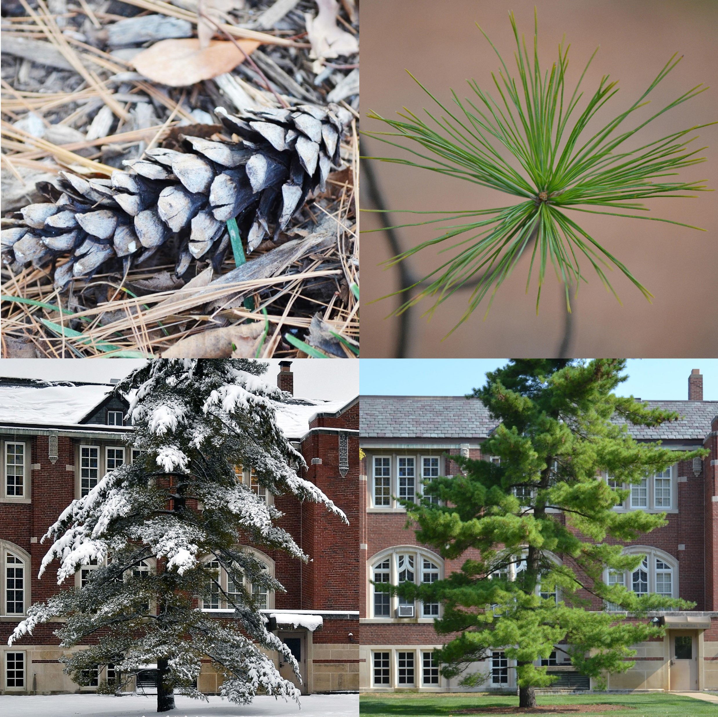 Eastern White Pine, Pinus strobus