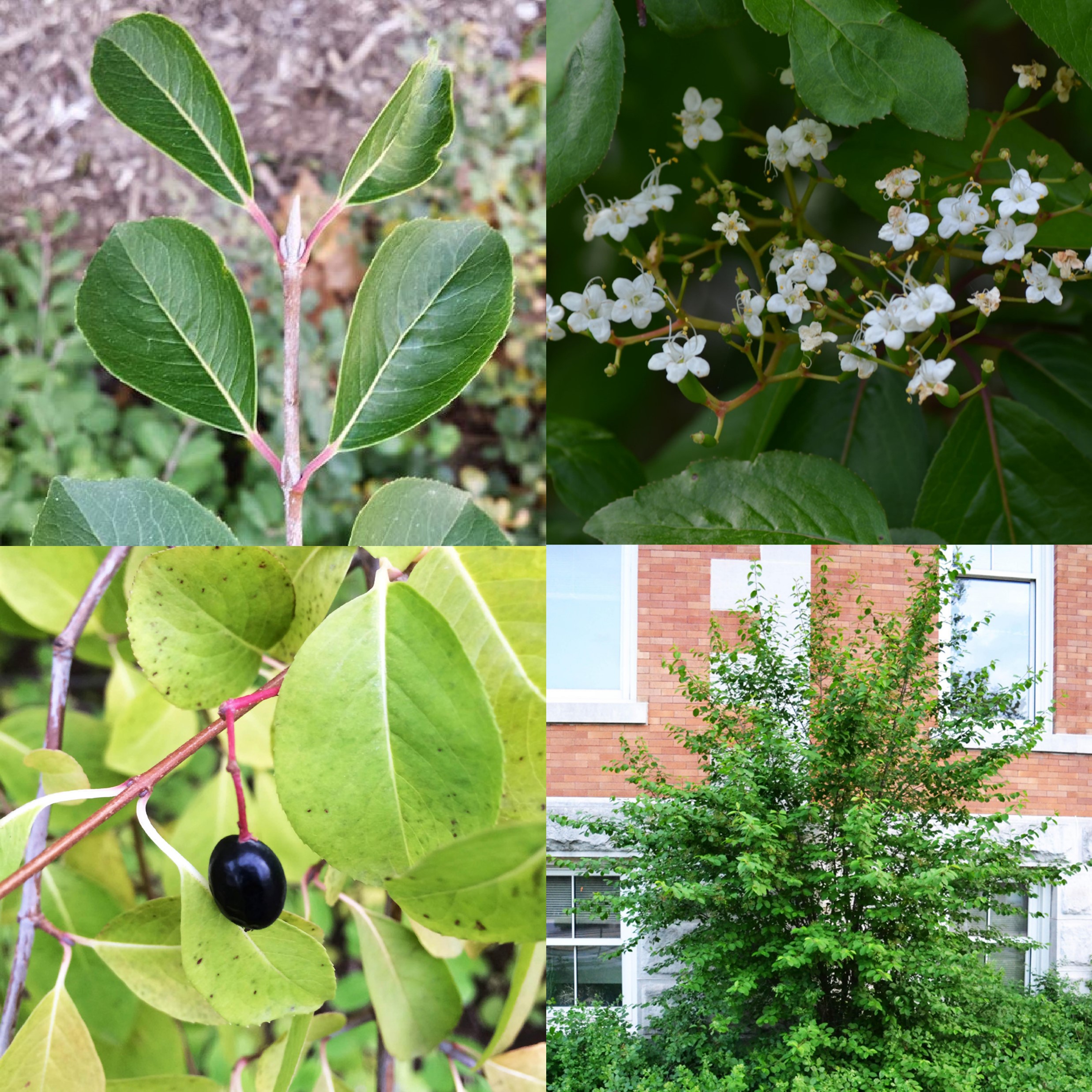 Viburnum, Viburnum prunifolium