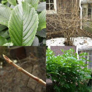 Siebold Viburnum, Viburnum sieboldii