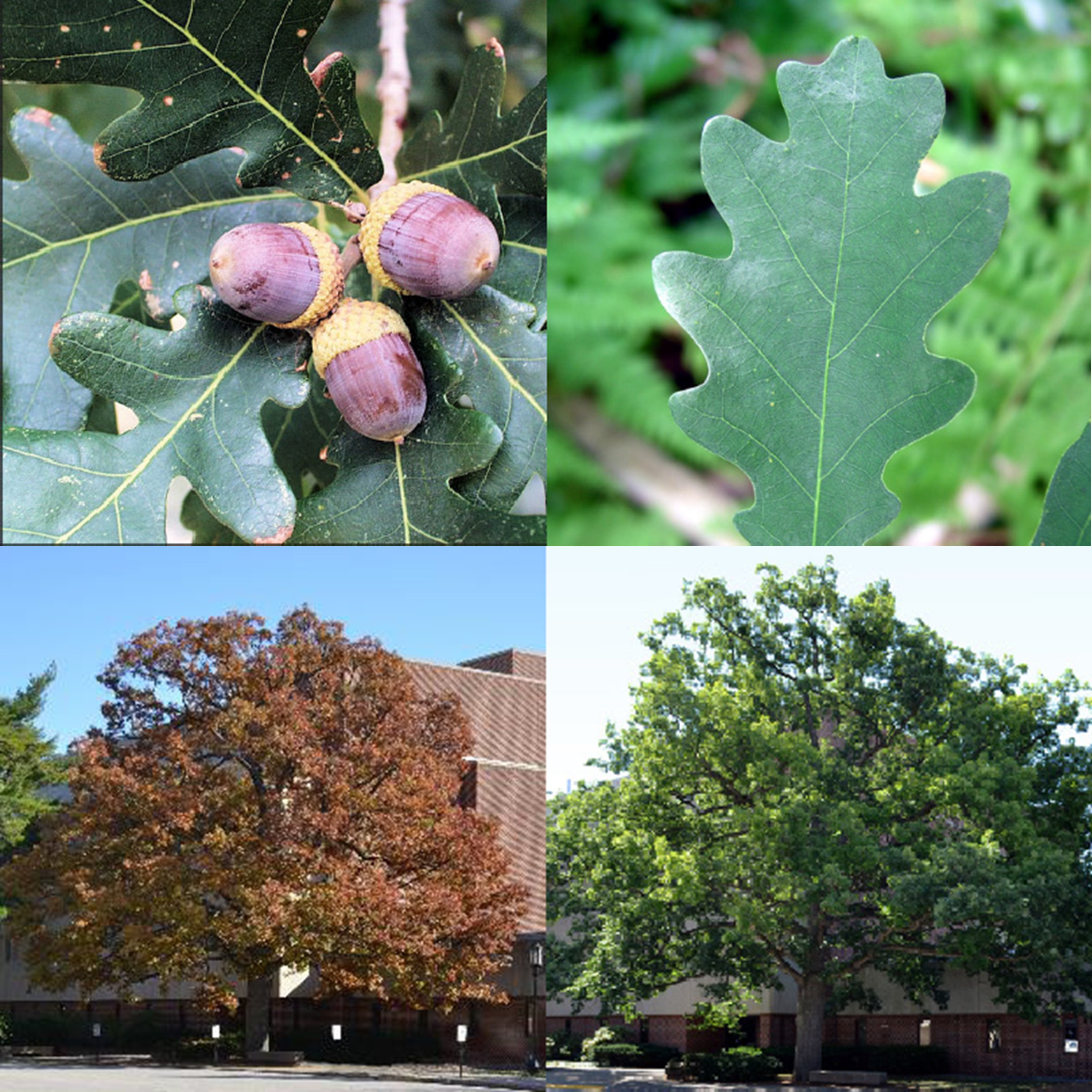 White Oak, Quercus alba