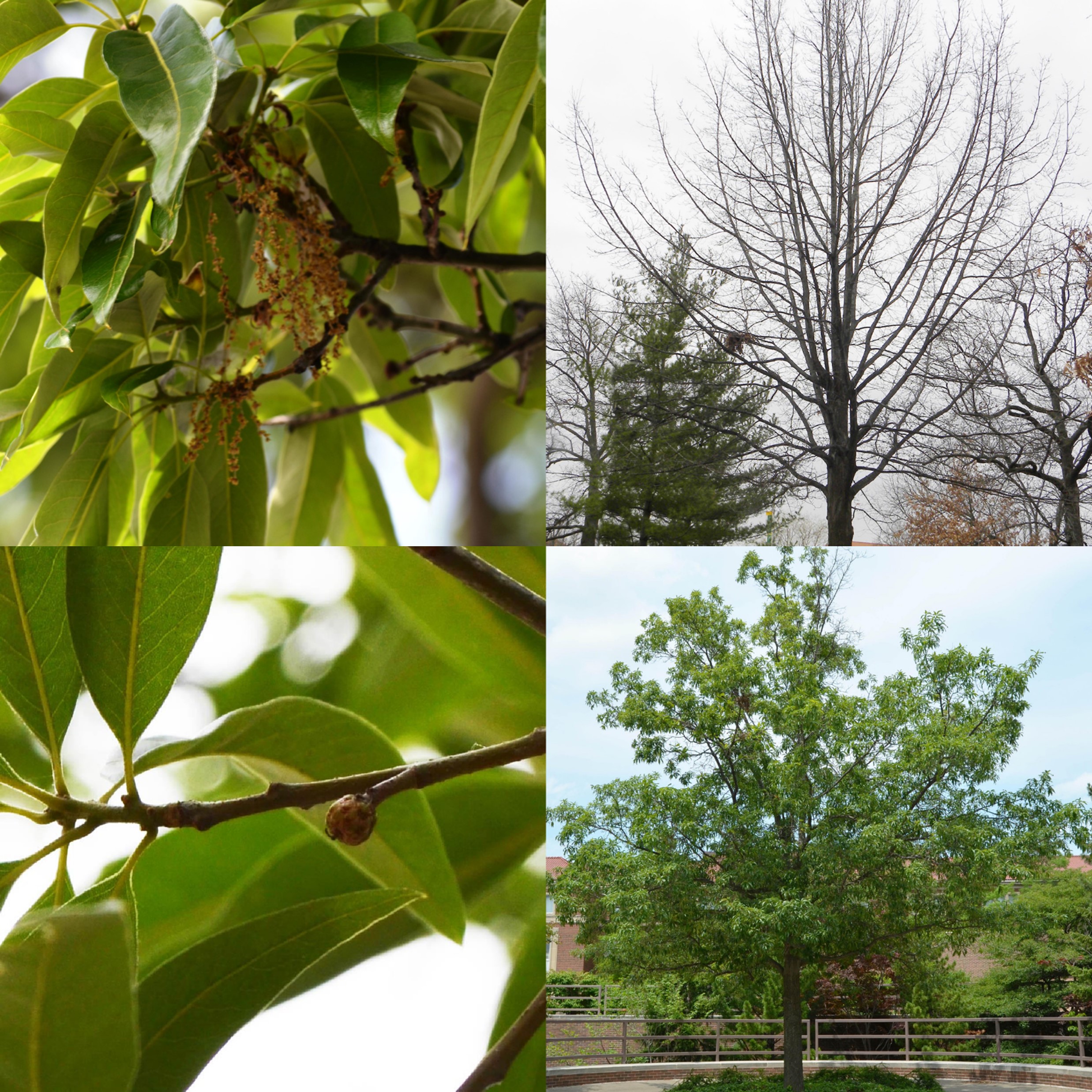 Shingle Oak, Quercus imbricaria