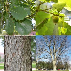 Chinquapin Oak, Quercus muehlenbergii