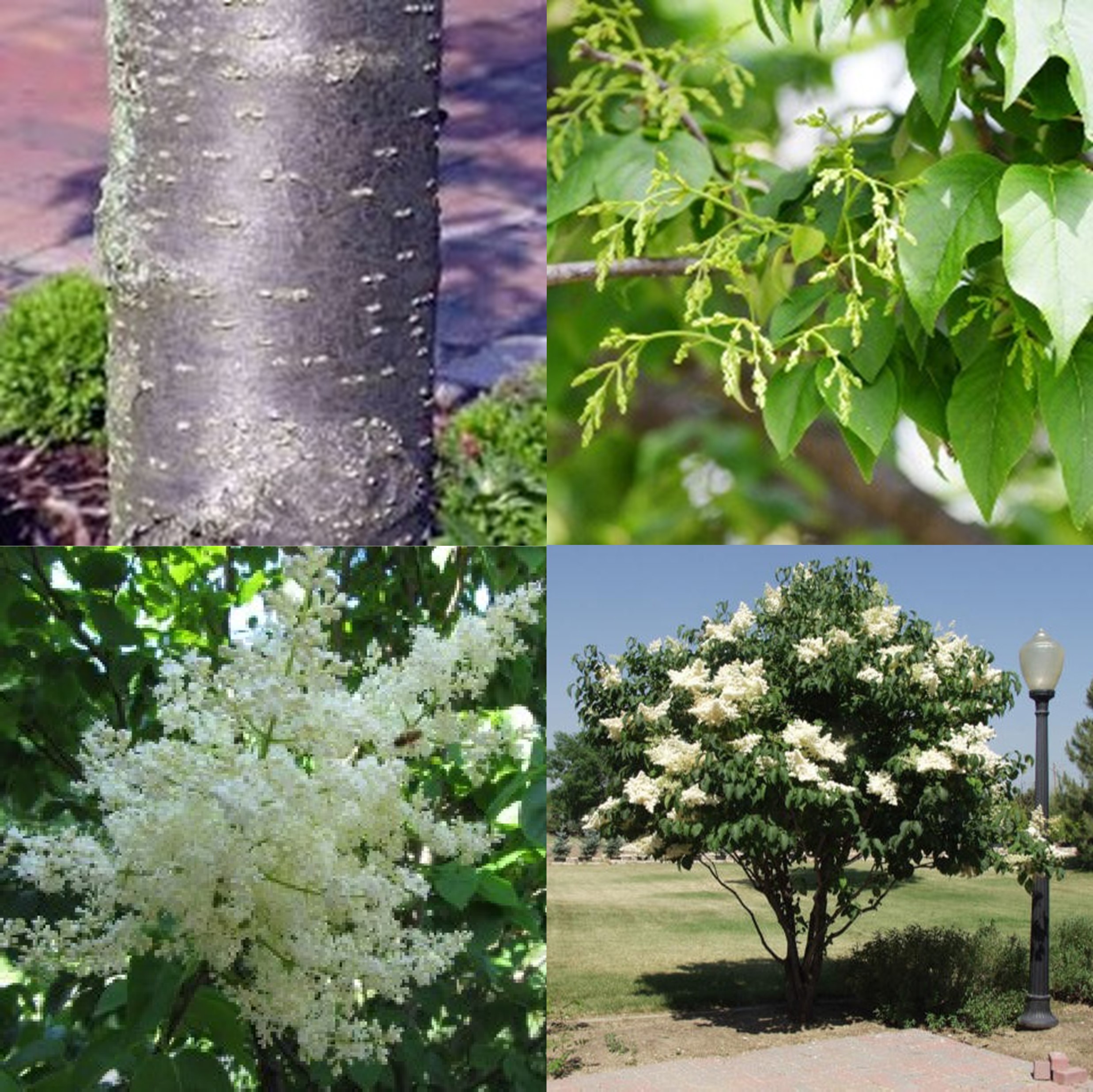 Japanese Tree Lilac, Syringa reticulata
