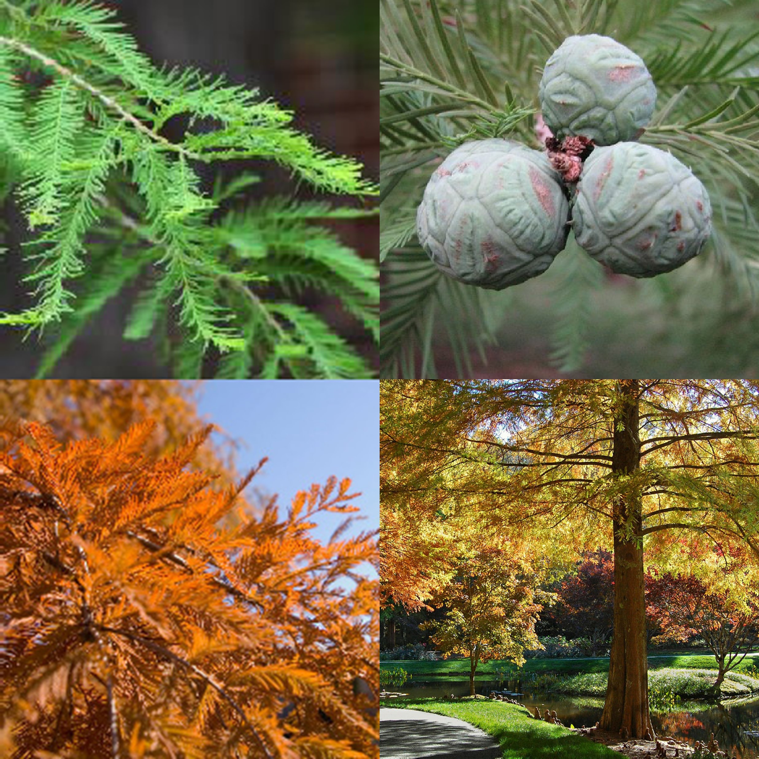 Baldcypress, Taxodium distichum