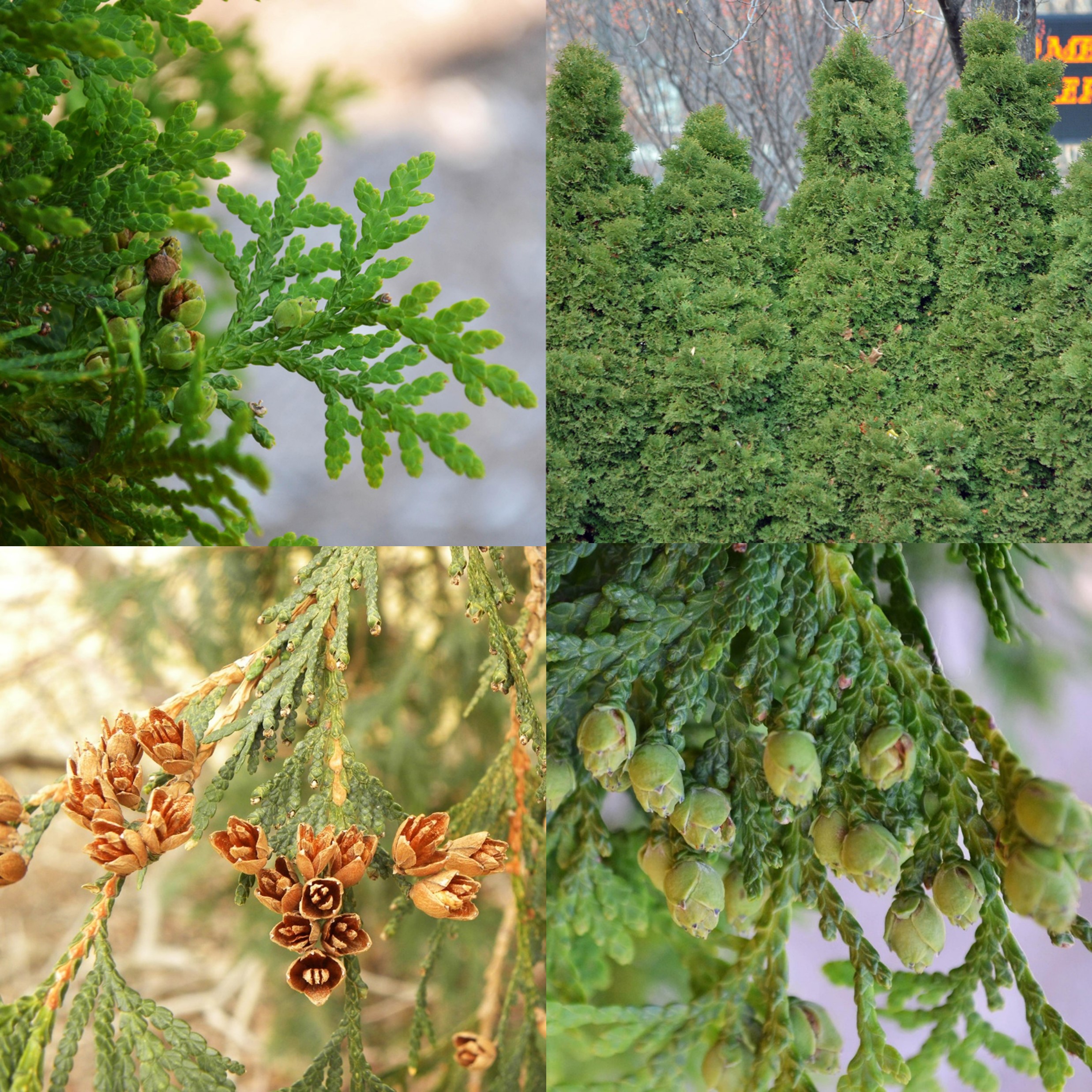 Eastern Arborvitae, Thuja occidentalis