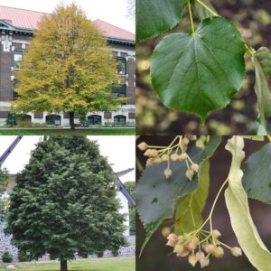 Littleleaf Linden, Tilia cordata