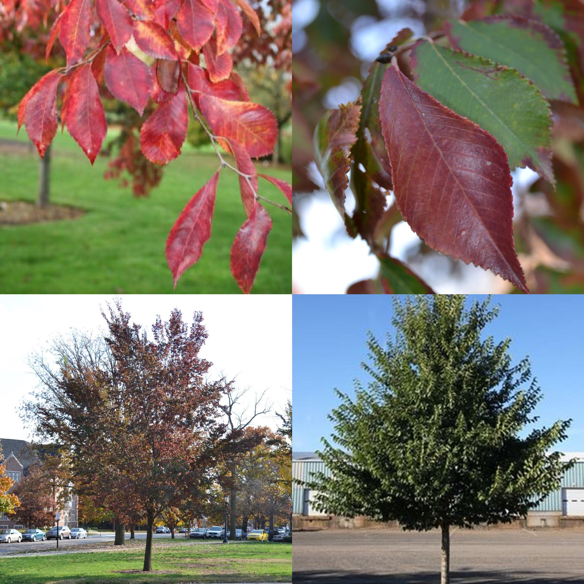 Frontier Elm, Ulmus ‘Frontier’