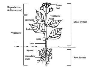 Major parts of a typical plant.