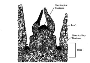 Detailed anatomy of a developing shoot tip with apical and axillary meristems