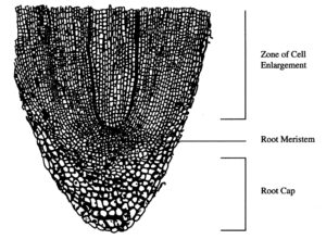 Detailed anatomy of a root tip and its meristem.