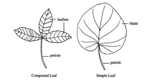 Typical leaves.