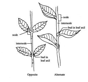 Common patterns of leaf-to-stem attachment.