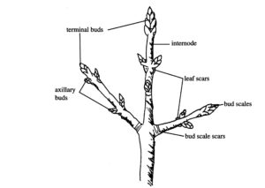 Typical buds on a woody perennial plant.