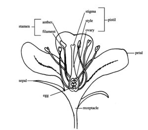 Typical flower parts.
