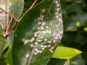 a Four lined plant bug on prive