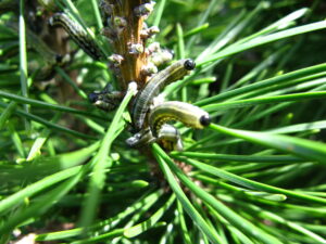 Old European pine sawfly