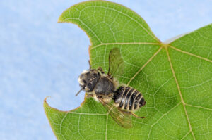 Leaf cutter bee