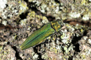 Emerald ash borer adult