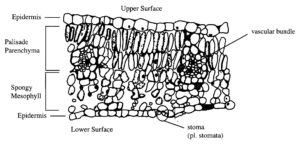 Internal structure of a typical leaf (x-section).