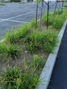 Yellow nutsedge (Cyperus esculentus), an herbaceous perennial, grows in a parking lot island along-side Liriope.