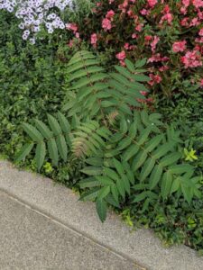 A tree-of-heaven (Ailanthus altissima), an invasive woody perennial, sapling grows in a mixed border planting.