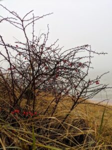 Japanese barberry (Berberis thunbergia) growing in a sand dune next to Lake Michigan.