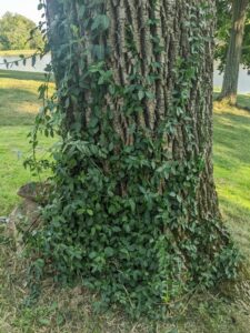 Wintercreeper (Euonymus fortunei) grows on a hardwood tree in Southern Indiana.