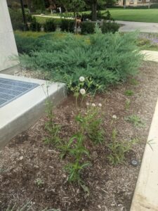 Sow thistle growing on top of hardwood bark mulch. Although growth of weed seeds under the mulch is suppressed, seeds deposited on the mulch surface can germinate and grow.