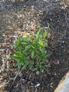 Figure 8. Close up of Glyphosate-resistant marestail (Erigeron canadensis)
