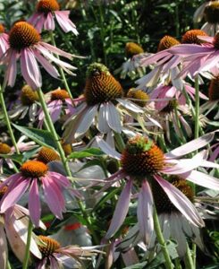 Aster yellows symptoms on purple coneflower. Care must be taken to rule out herbicide or broad mites when diagnosing this problem.