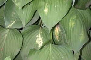 Tobacco rattle virus (TRV) on hosta.TRV has been reported to infect several hundred species of plants.