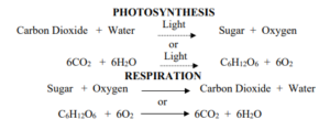 Photosynthesis and respiration.