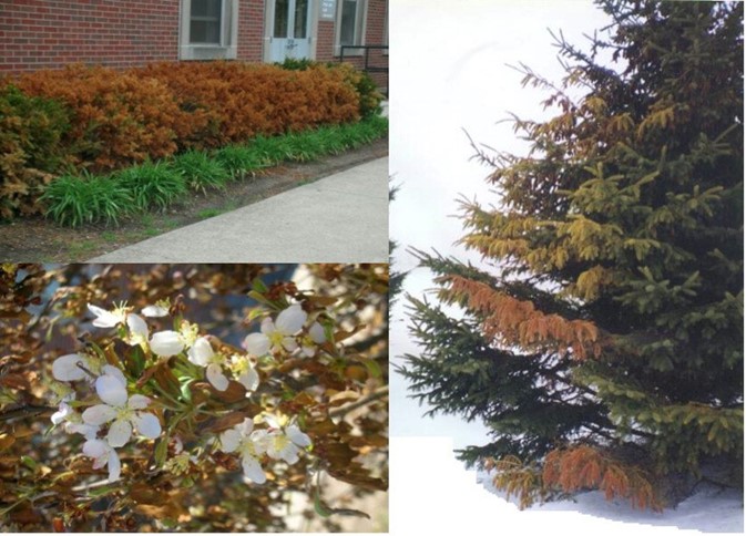 (TOP Left): Daylilies are more resistant to salt toxicity than yews. (Right): The fact that only one side of this tree shows damage is indicative of an abiotic problem. Biotic problems rarely have distinct lines of demarcation. (BOTTOM Left): Late blooming crabapple flowers (called rat-tail blooms) escaped the freeze that damaged the young leaves.