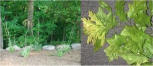 (Left): Deer browse on Hosta. This damage literally showed up “over night.” (Right): Iron chlorosis in Pin Oak. Newest leaves are showing more severe symptoms than older leaves, and example of a chronic abiotic problem producing progressive symptoms. However, the fact that only the pin oak is affected in this landscape indicates an abiotic disorder.