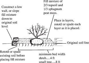 Raised bed planting for poorly drained sites.