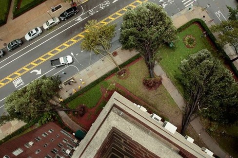 Trees in the aftermath of hurricane Irene (Photo by National Geographic.) This is another abiotic disorder