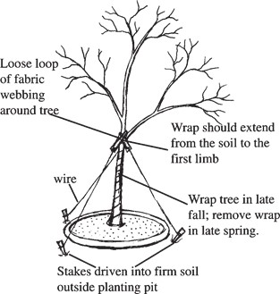 Stake and wrap large trees.