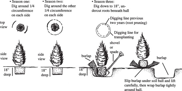 Before digging and moving a tree or shrub, root-prune for two years and transplant during the third.