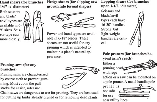 Examples of common pruning tools.