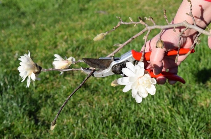 Heading back for size control and proper cuts.