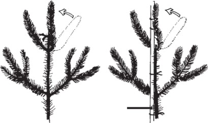 Replace a lost terminal leader by tying a lateral branch in a vertical position and se- curing it to the stub of the dead terminal, or to a stake secured to the main stem.