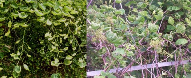 Leaves will curl as a result of exposure, even application in nearby yards