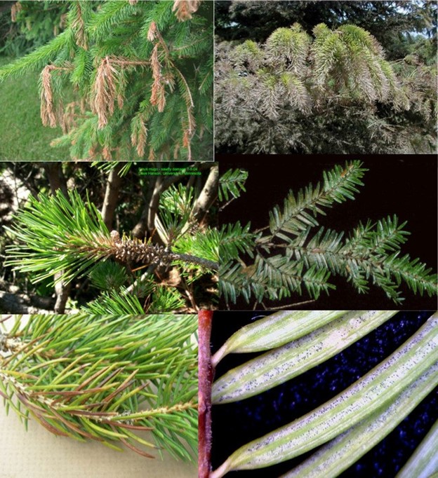 (TOP): Drought stress (Left) or freeze damage can result in wilty tips, affecting new growth throughout the plant. This is contrasted to Trimec damage on spruce (Right), which affects both new and old growth. (MIDDLE): Pine sawfly damage results in needles being half-eaten (Left). This type of insect feeding is distinctly different than the stippling caused by spider mites (Right).  (BOTTOM): Foliar diseases on conifers, which results in scattered dead and dying needles throughout the branches on the tree (Left), but are often more severe on older needles, and needles held closer to the stem of the tree. Signs like the pycnidia of Phaeocryptopus (Right) aren’t always so obvious!