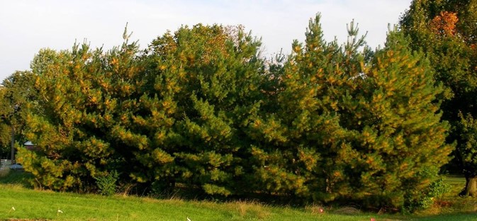 Normal fall needle drop. This is a seasonal occurrence. The fact that all these Pine trees are similarly affected is a key clue in the diagnosis of this ‘problem’.