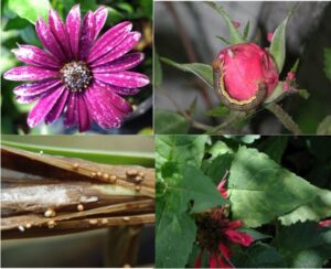 (TOP): Thrips damage on osteospermum (Left); Rose sawfly on unopened rose flower (Right). (BOTTOM): Southern blight on bulb sheath (Left); Tomato spotted wilt virus on bee balm (Right).