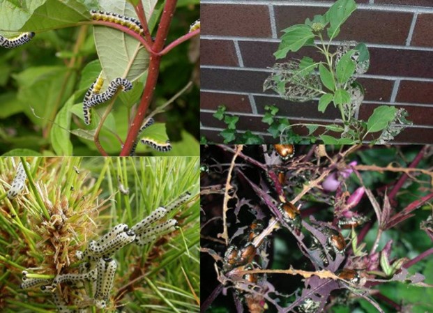 (TOP): (Left): Dogwood sawfly and damage. Bottom: (Left): European Pine sawfly. Compare to Japanese beetle skeletonization of leaves (RIGHT – Top & Bottom)!