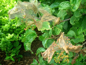 Webs are distinctive indicators of some defoliators like fall webworm pictured above.